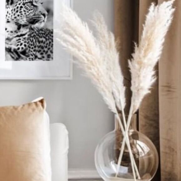 White Pampas grass - Picture 1 of 2